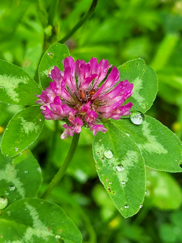 flora & fauna in Silz, Tirol